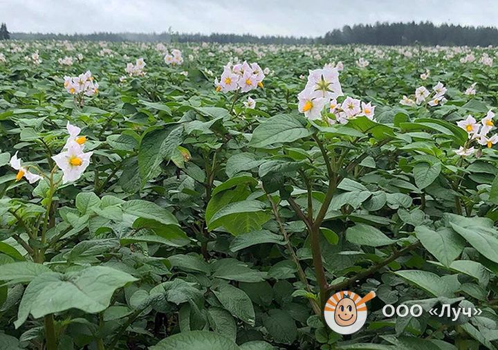 Цветущий картофель на поле
