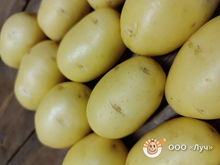 Клубни картофеля